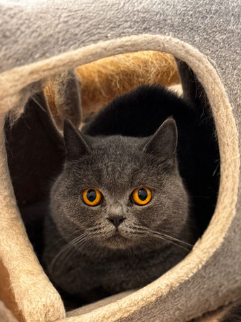 GCCF Active Female British shorthair