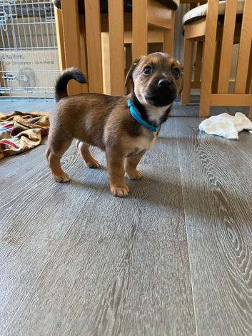 Jack Russell puppys x2 boys 1 girl