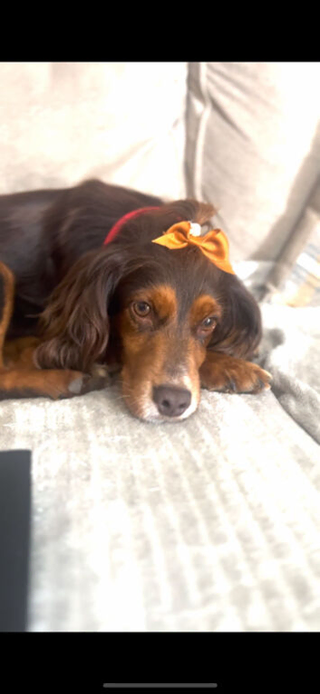 Age 3 Female Dog For Sale
