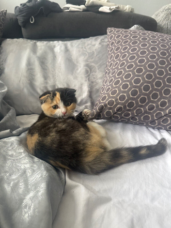 Scottish fold