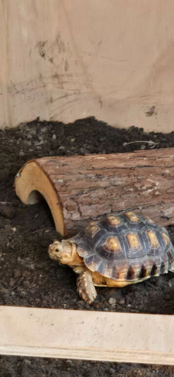 selling my beautiful tortiose
