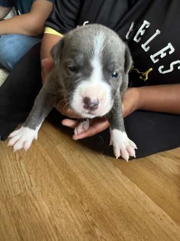 Staffie x shar pei puppies for sale