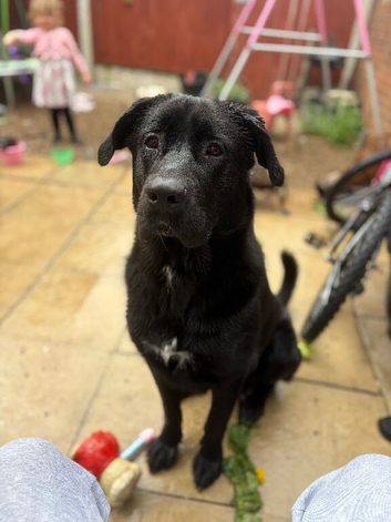 Male cane corse cross