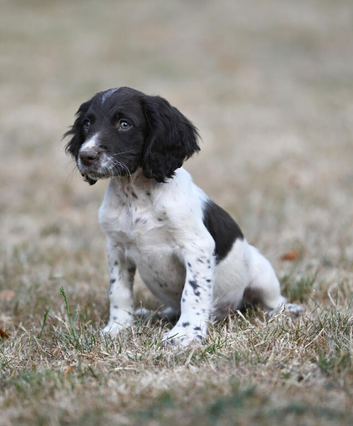 Springer Spaniel puppies for sale