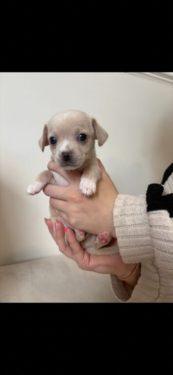 Fluffy Chihuahua Puppies &ndash; Now 5 Weeks Old