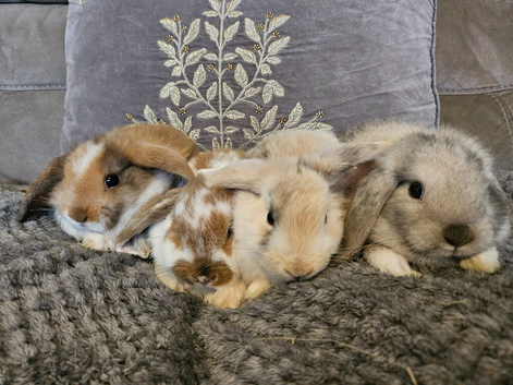 Mini lop bunnies available now
