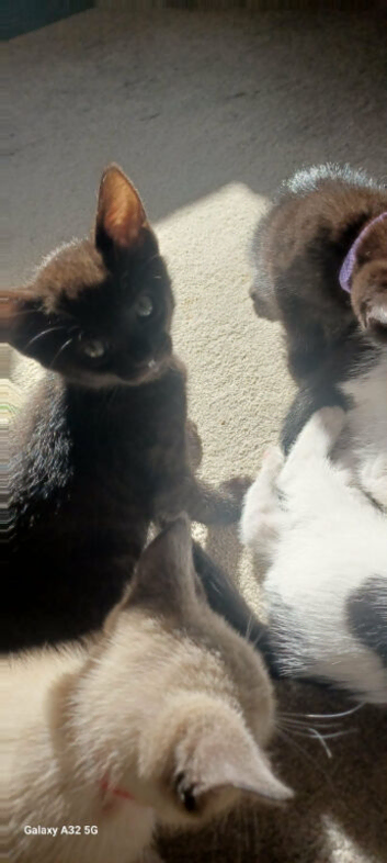 Kittens Black panther