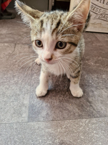 Beautiful tiger kittens
