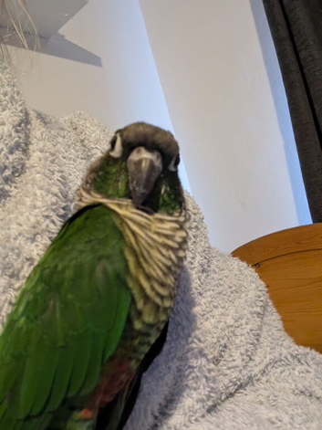 Conure