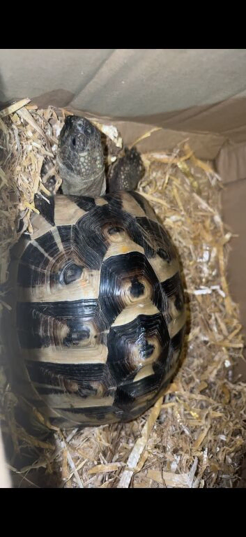 Tortoise for sale