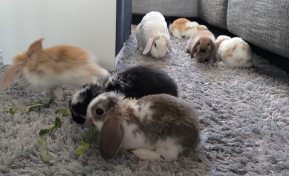 Cute French x Mini Lop kits looking for new homes