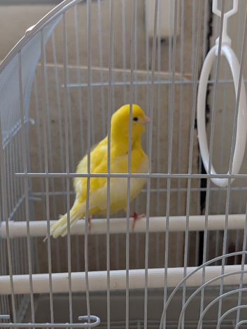 Canaries
