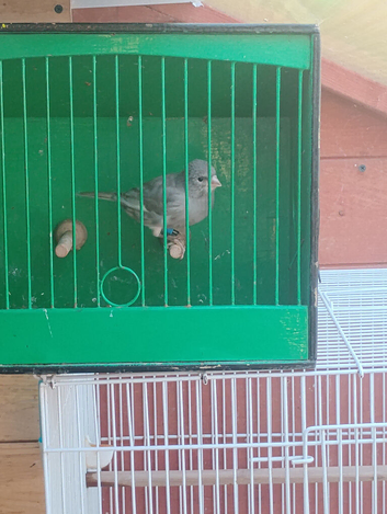 Cock canaries for sale