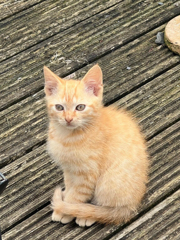 Ragdoll cross kittens