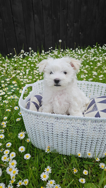 Purebred Maltese Pup (ready to go)