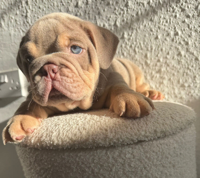 Stunning English Bulldog Puppies