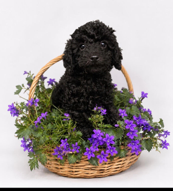 LAST Pedigree Toy Poodle GIRL Puppy DNA CLEAR