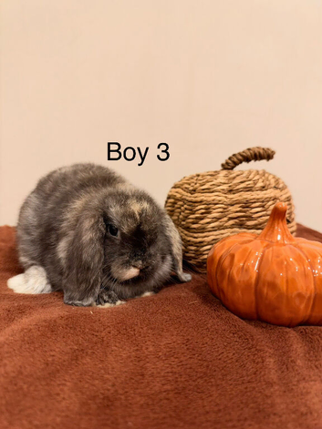 Ready to go! Mini Lop Boys!