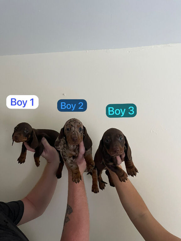 Dachshund