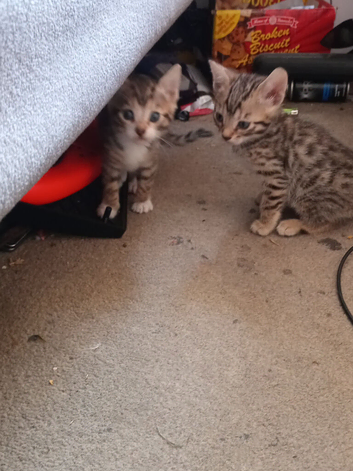 Bengal x