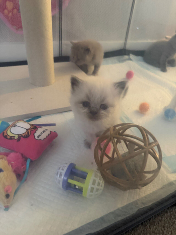 Last two British shorthairs available