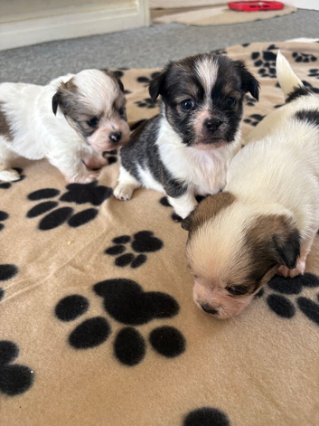 Toy imperial Shih Tzu x jack Russell puppies  jack shi