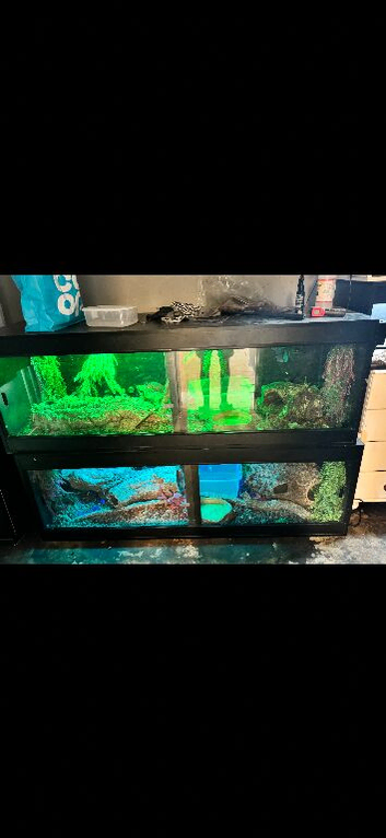 One male one female false water cobras