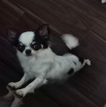 beautiful chihuahua longcoat