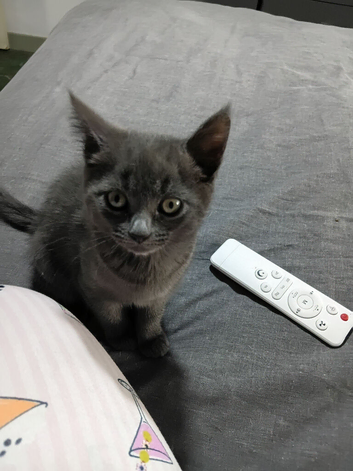 Little princess