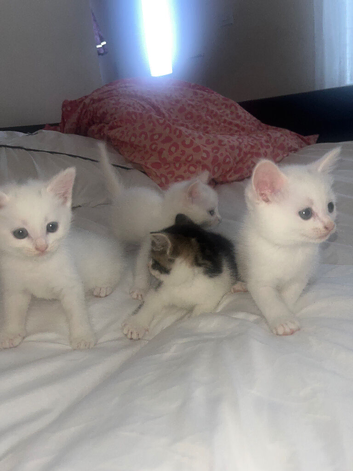 Ragdoll/American short hair  for sale