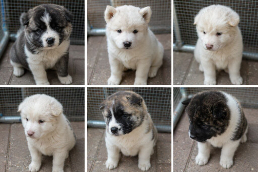 Make Beautiful Purebred Akita Puppies &ndash; Ready for Loving Homes