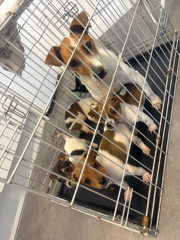 Jack Russel puppies
