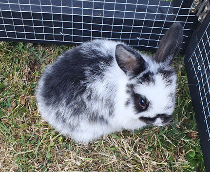 Baby mini lops for sale