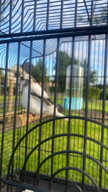Black and white gloster hen clitheroe