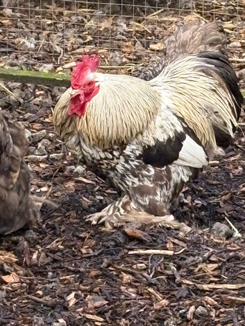Beautiful trio of chocolate laced pekins last years birds laying well very fetile
