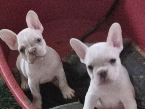 Stunning French Bulldog pups.