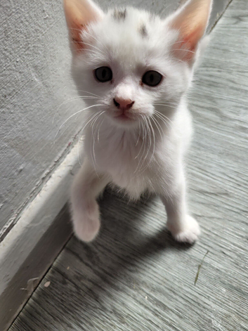 Turkish angora kittens