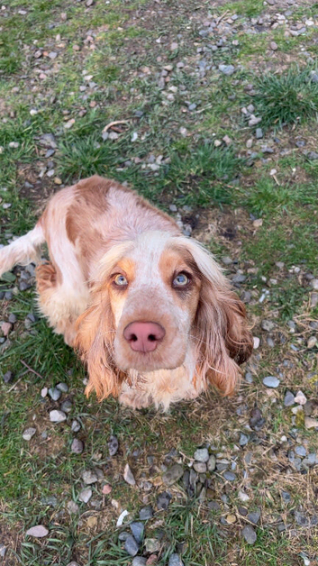 Show cocker for sale
