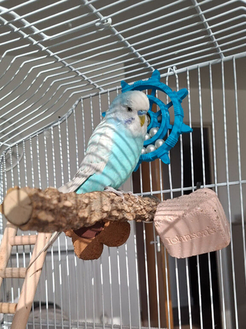Female White & Blue Budgie - 21 Weeks