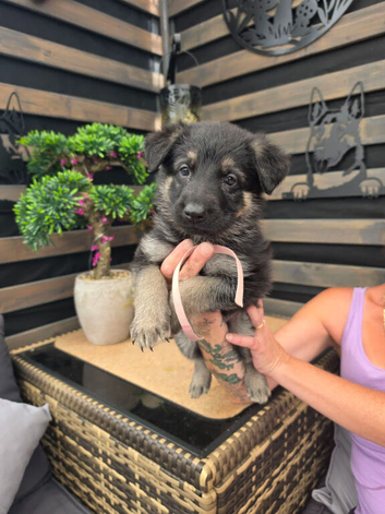 Amazing straight back gsd