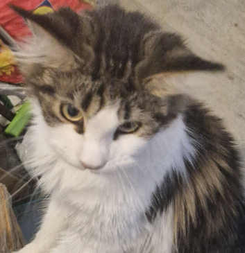 18 month female tri colour maincoon
