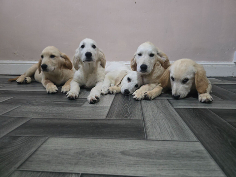 Golden retriever