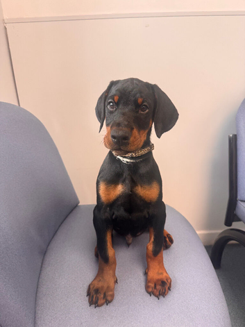 DOBERMAN PUPPIES