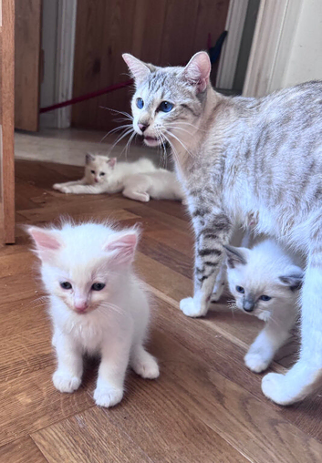Ragdoll x snow bengal (snowdoll)