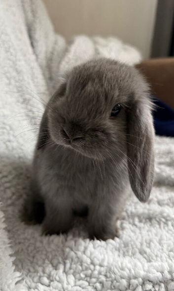 Mini lop bunnies 2 female left 8 weeks old