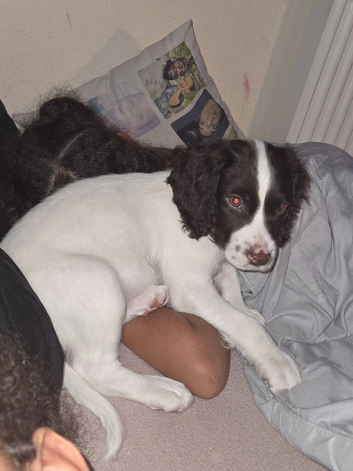Lucky Boy