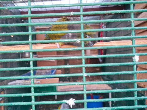 Patagonion parrots