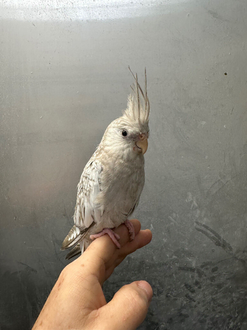 5 hand reared baby cockatiels available