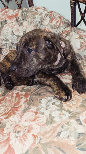 Brindle staffy