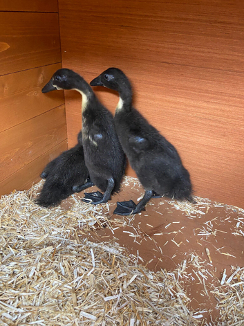 Indian runner / Cayuga duckling Northampton SOLD